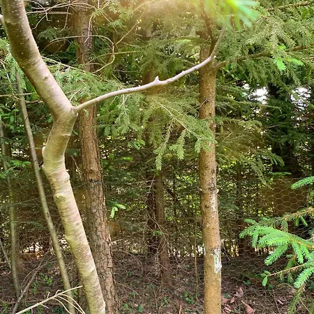 In Mit Terrasse By Interhome *